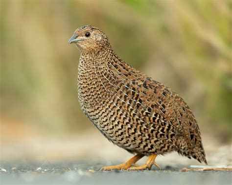 200+ Free Quail & Quail Eggs Photos - Pixabay