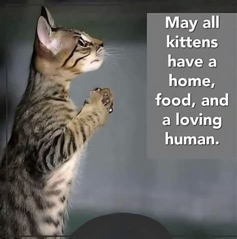 Pin by emma on Gyorsmentések | Cat facts funny, Cat love quotes, Cat ...