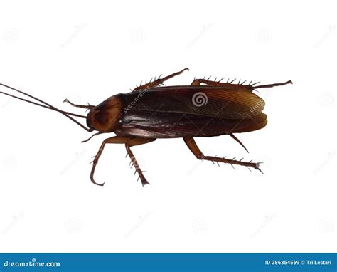 Class Insecta Orders