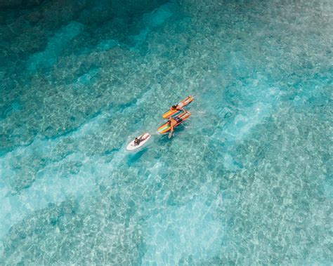 Swimming in Sea 的图像结果