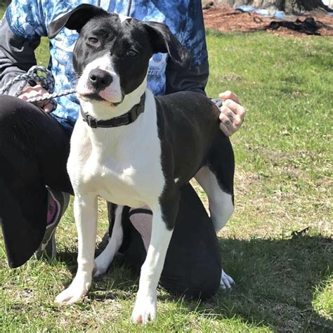 Cedar Bend Humane Society | Adopt a Dog