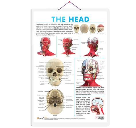 THE HEAD CHART | Discovering the Human Head: Comprehensive Anatomy ...