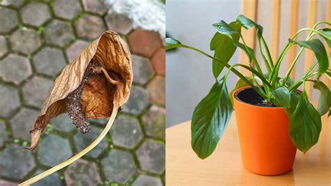 8 Main Reasons Why Peace Lily Leaves Are Turning Brown And How To Treat It
