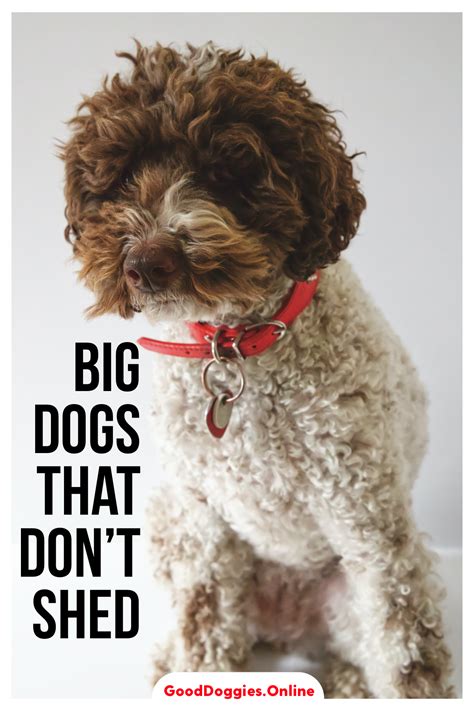 Large Dog Breeds That Don't Shed | 7 Non-Shedding Dogs - Good Doggies ...