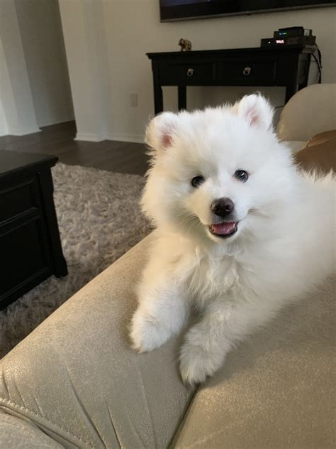American Eskimo Dog Puppies For Sale | Valrico, FL #301479