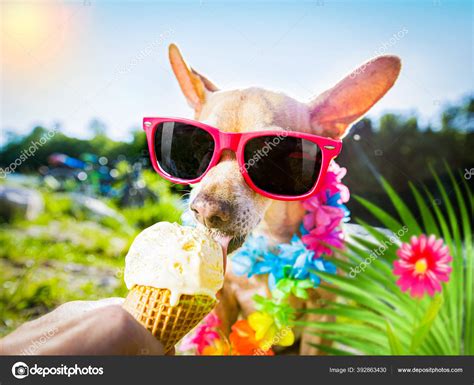 Can Dogs Eat Ice Pops
