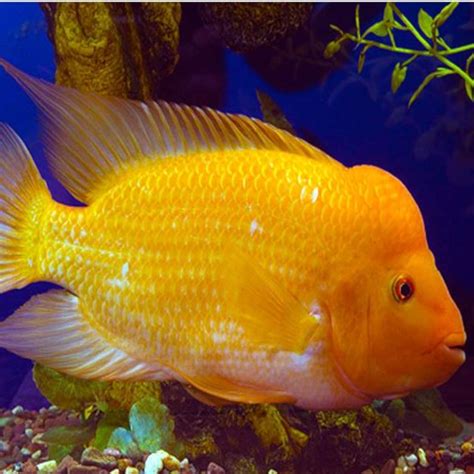 Image result for Red Devil Squid