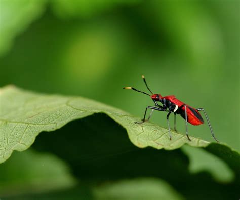 How to get rid of boxelder bugs outside your house: expert tips | Homes ...