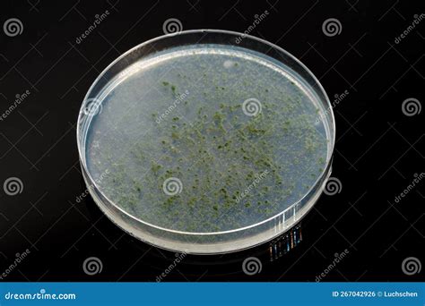 Description Of Petri Dish