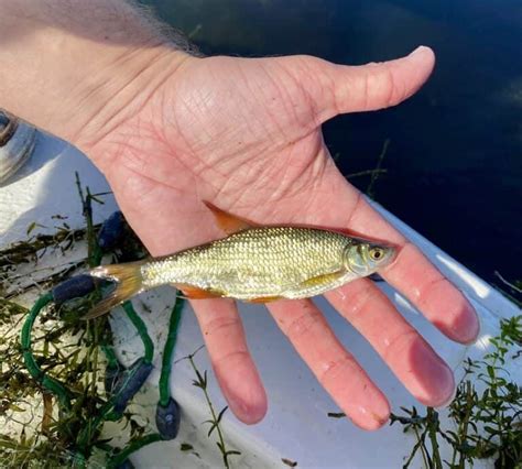 Image result for Catching Shiners with a Cast Net