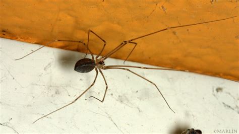 Cellar Spider - North American Insects & spiders