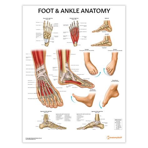 Foot & Ankle Anatomy Chart | Feet Poster Anatomical Chart – AnatomyStuff