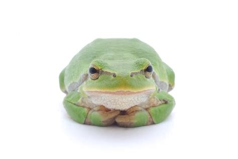 Image result for Tree Frog Sitting