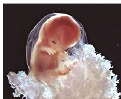 8细胞3级胚胎算什么等级？-胚胎等级-全民健康网