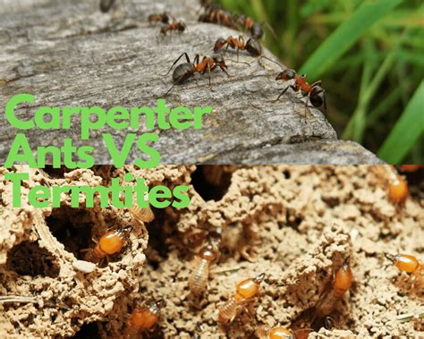 Pest Control Carpenter Ants at Robin Clark blog