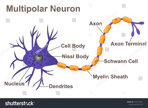 Neuron Cell Structuremultipolar Neuron 스톡 벡터(로열티 프리) 1321377641