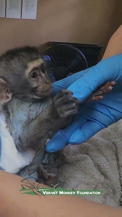 Image result for Bug Infested Baby Monkey