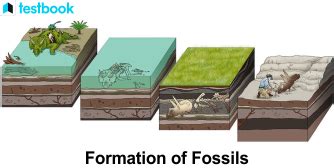Formation of Fossils 的图像结果