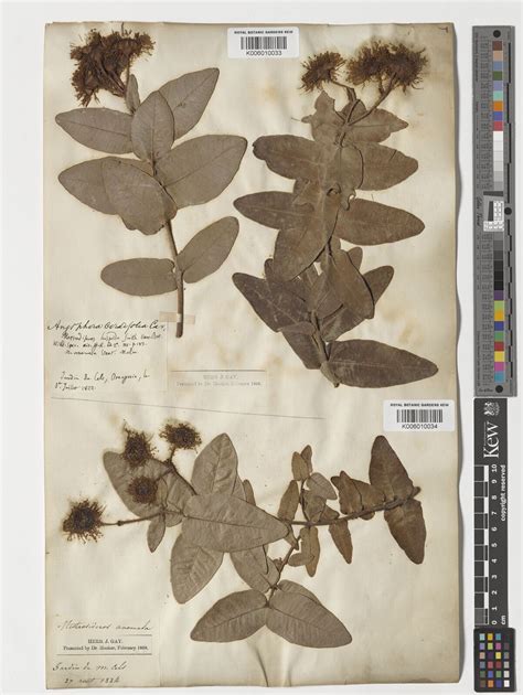 Angophora hispida (Sm.) Blaxell | Plants of the World Online | Kew Science