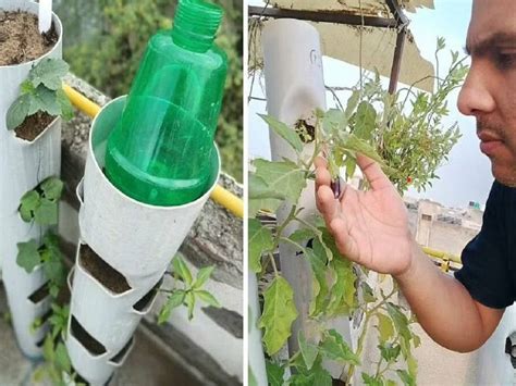 Image result for Directly Composting with PVC Pipes