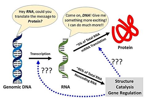 Image result for How RNA Work