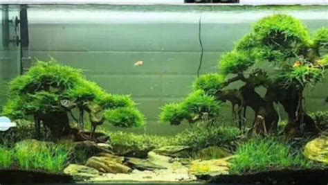 Aquascaping basics: Making a beautiful fish tank