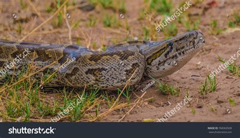 Python Sebae 的图像结果