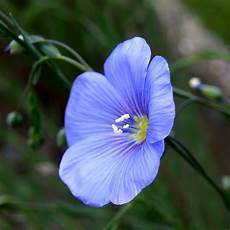 fiore flowers fleur de flax flower linum perenne olibac flickr fiore flowers fleur de flax flower linum perenne olibac flickr