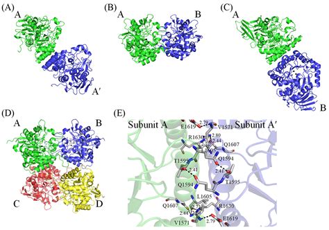 Complexed Crystal Structure of the Dihydroorotase Domain of Human CAD ...