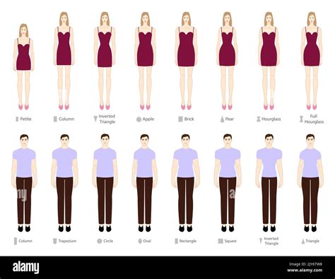 Male Body Shapes