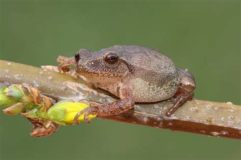 Image result for Spring Peeper Frog Habitat