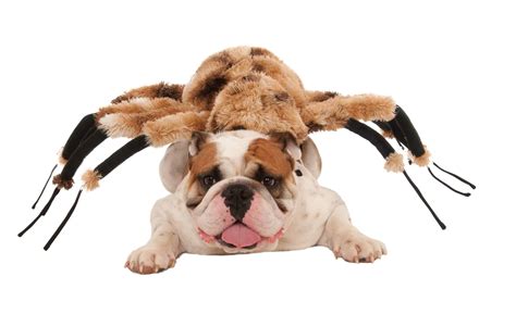 Giant Spider Dog & Cat Pet Costume - Pet Costume Center