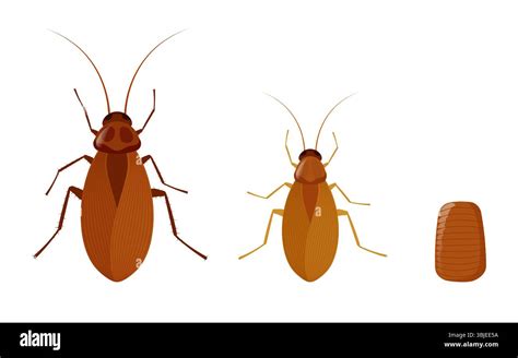 Cockroach Lifecycle 的图像结果