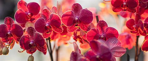 Arya Orchids - Orchids Farm & Nursery in Kerala with Cultivation. We ...