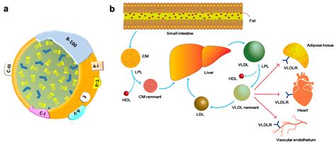 Emerging Evidence of Pathological Roles of Very-Low-Density Lipoprotein (VLDL)