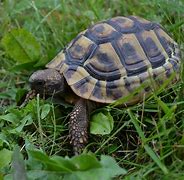 Image result for Good Pet Turtle