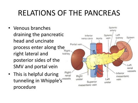 SURGICAL ANATOMY OF PANCREAS INTRO..pptx
