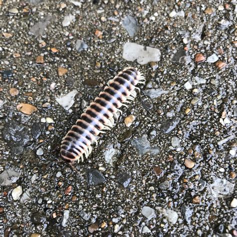 Image result for Roly Poly