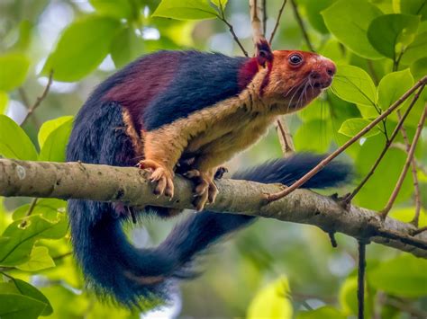Indian Giant Squirrel Pictures Indian Giant Squirrel, Or Malabar Giant