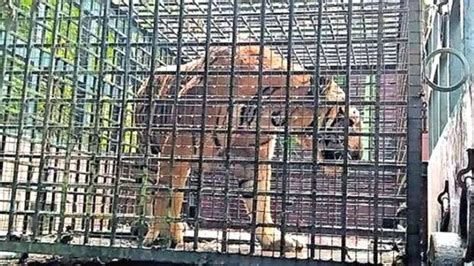 Tiger that escaped cage in Safari Park could go to Neyyar dam: Forest ...