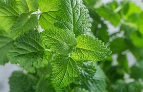 Image result for officinalis 名