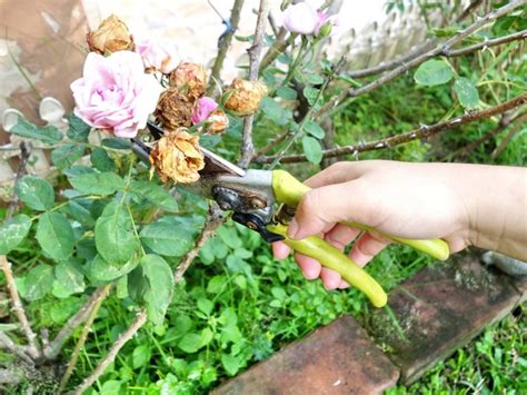The Ultimate Guide to Pruning Roses: When and How To Do It Right - The ...