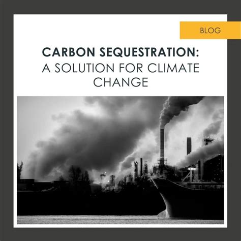 Carbon Sequestration: A Solution for Climate Change - Hive Energy