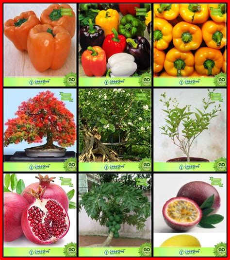 Creative Farmer Gardening Plant Seeds Combo Flower Seeds & Fruit ...