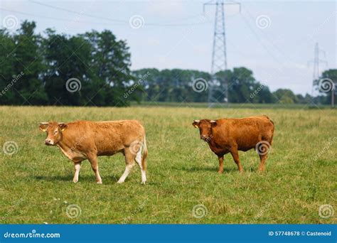 Limousin Cattle on the Field Stock Photo - Image of countryside, chew ...