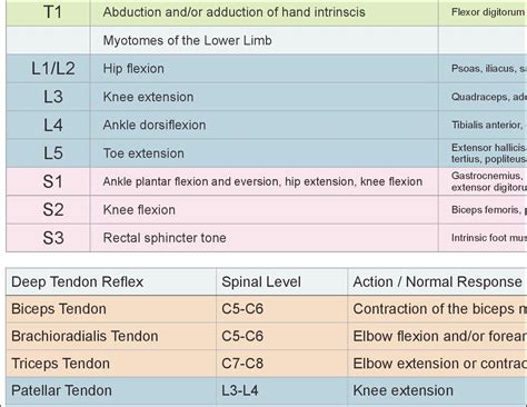 Dermatomes, Myotomes and DTR Poster 24 X 36 Chiropractic Medical Chart ...