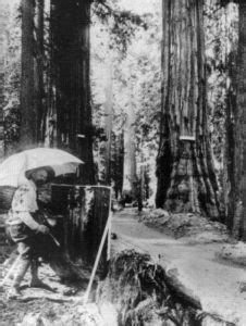 The 2,300 year-old Wawona Tunnel Tree in Yosemite National Park | The ...