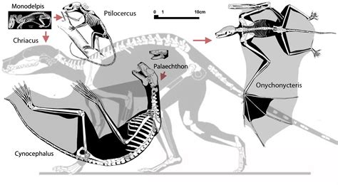 Image result for Bat-insignia Evolution