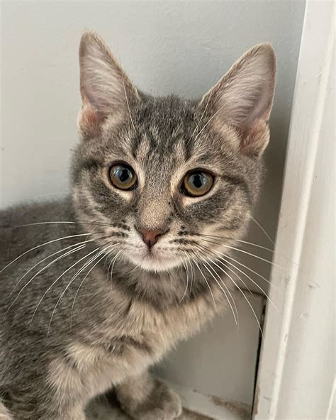 Barely Used Pets (@barely_used_pets) • Instagram photos and videos