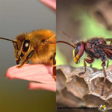 Yellow Jacket Vs Honey Bee Yellow Jacket Wasp Vs Honeybee How To Spot